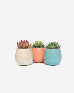 Geometric Terracota Pot 2